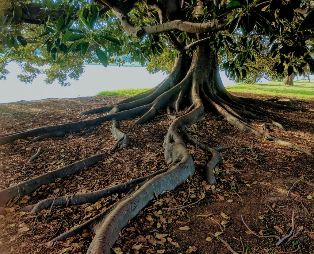 Explore the striking roots of a big fig tree in Albert Park, Australia. Nature's intricate beauty captured.